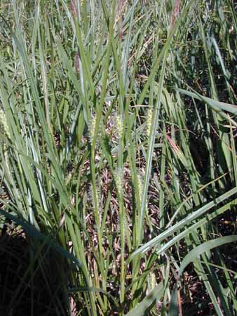 Carex-hirta-1