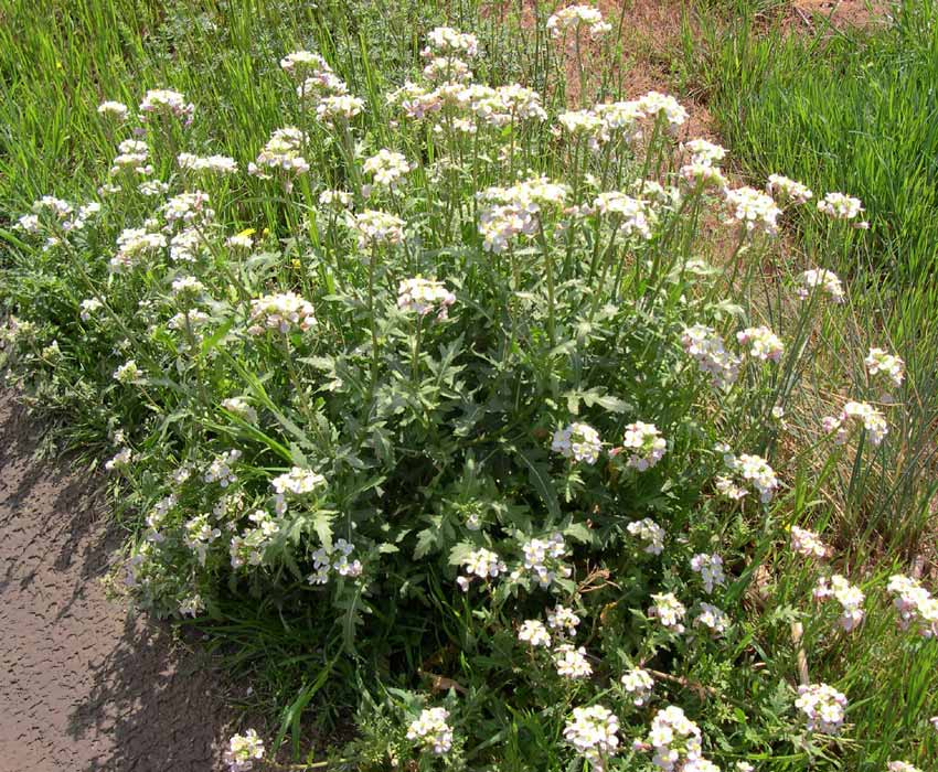 Diplotaxis Erucoides White Wall rocket Sinapis Erucoides Diplotaxis Erucoides White Wall rocket Sinapis Erucoides