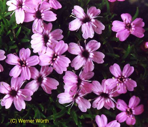 Silene-acaulis
