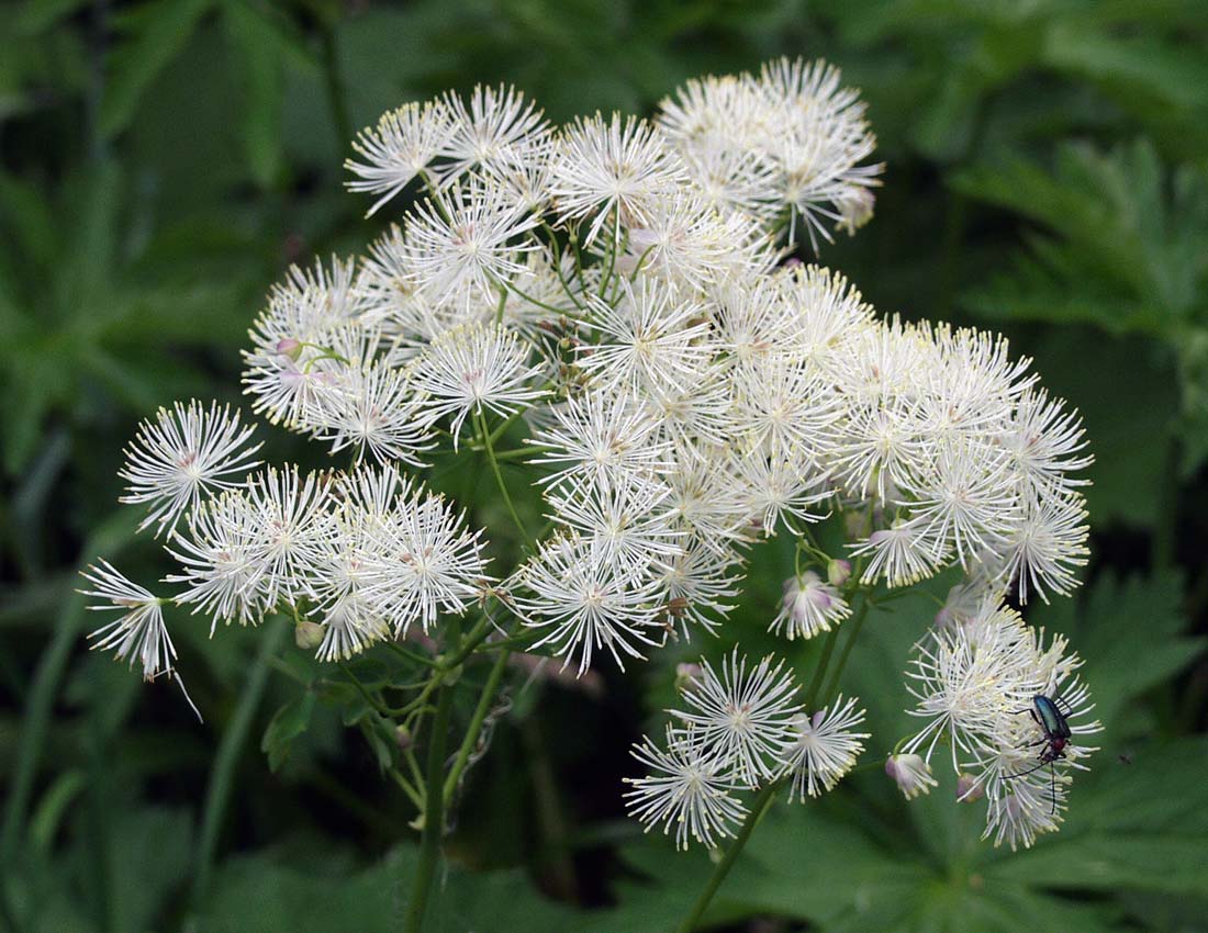 Thalictrum-aquilegifolium