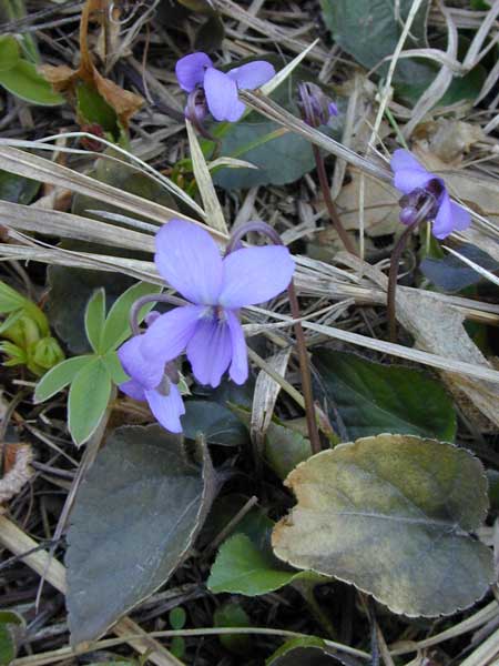 Viola alba scotophylla-3