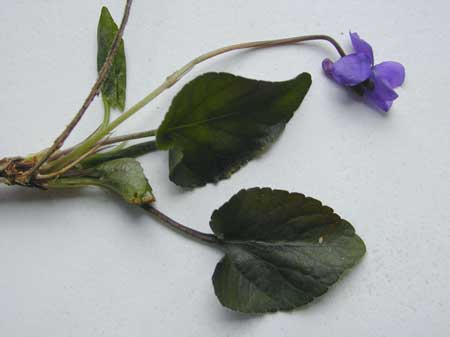 Viola alba scotophylla-4