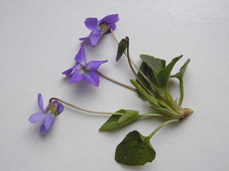 Viola hirta-3