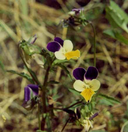 Viola-tricolor
