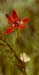 Adonis-flammea