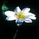 Callianthemum coriandrifolium