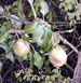 Pyrus salviifolia