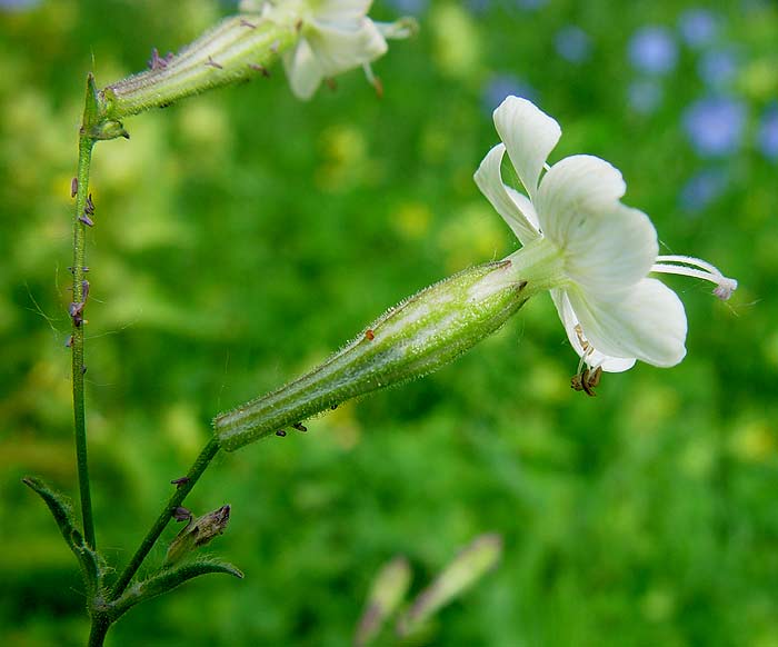 Silene italica
