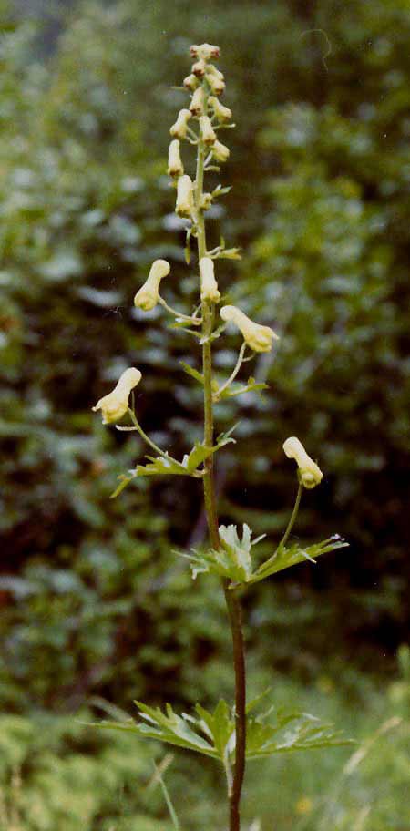 Aconitum-vulparia
