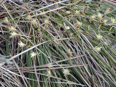 Carex-humilis-1