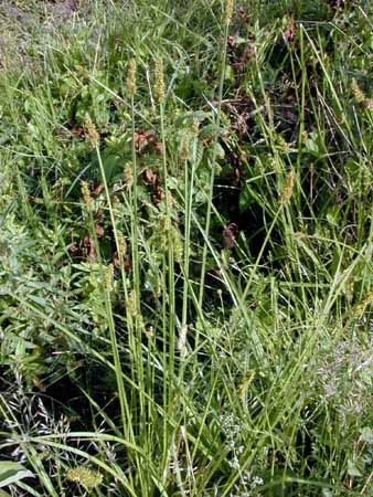 Carex-vulpina