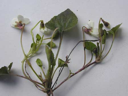 Viola alba scotophylla-2