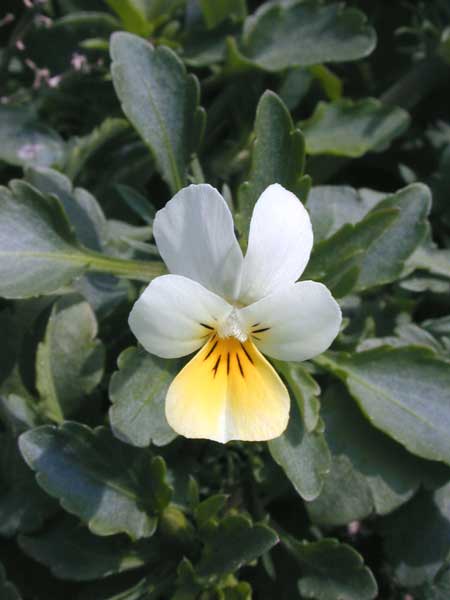 Viola arvensis ssp.megalantha Bild-3
