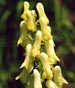 Aconitum lycoctonum subsp. ranunculifolium