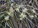 Carex-humilis-2