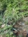 Carex-pendula