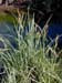 Carex-riparia