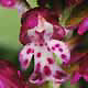 Orchis tridentata x ustulata