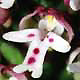 Orchis ustulata subsp. ustulata