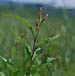 Persicaria lapathifolia subsp. incana