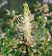 Phyteuma spicatum subsp. spicatum