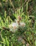 Salix repens ssp. rosmarinifolia