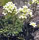 Saxifraaga paniculata