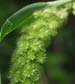 Setaria viridis subsp. viridis