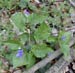 Viola reichenbachiana x riviniana